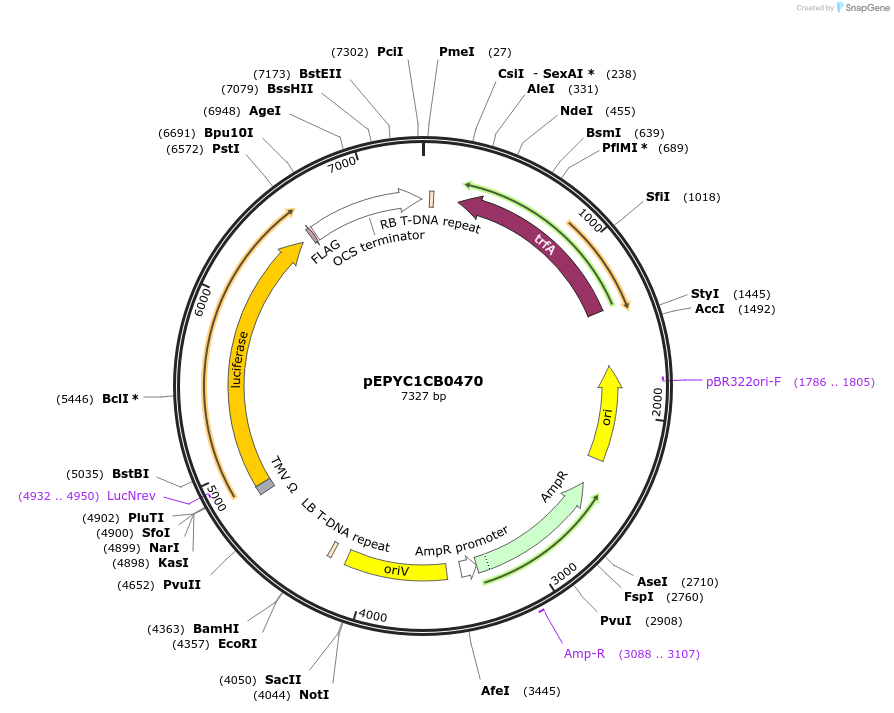 154719-plasmid-map-sequence-id-299653