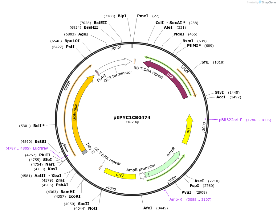 154723-plasmid-map-sequence-id-299657