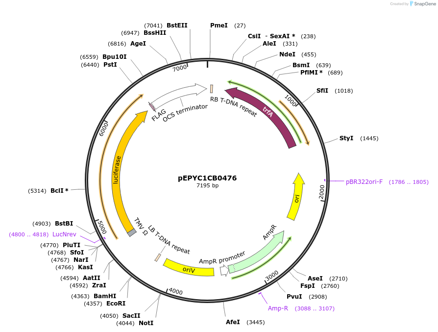 154725-plasmid-map-sequence-id-299659