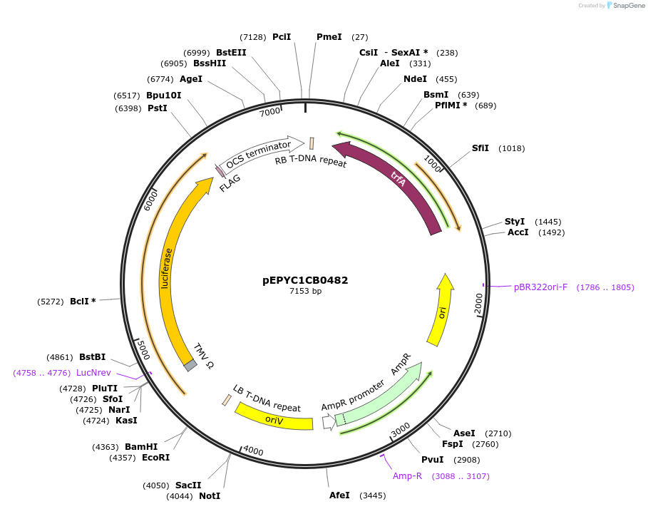 154729-plasmid-map-sequence-id-299663