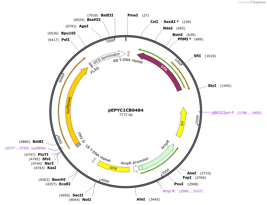 154731-plasmid-map-sequence-id-299665