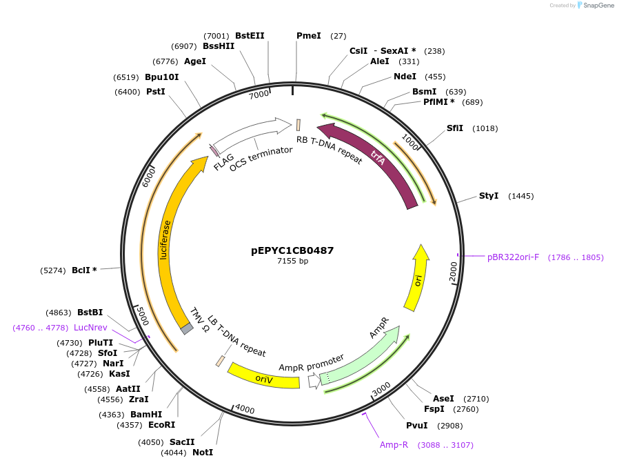 154734-plasmid-map-sequence-id-299668