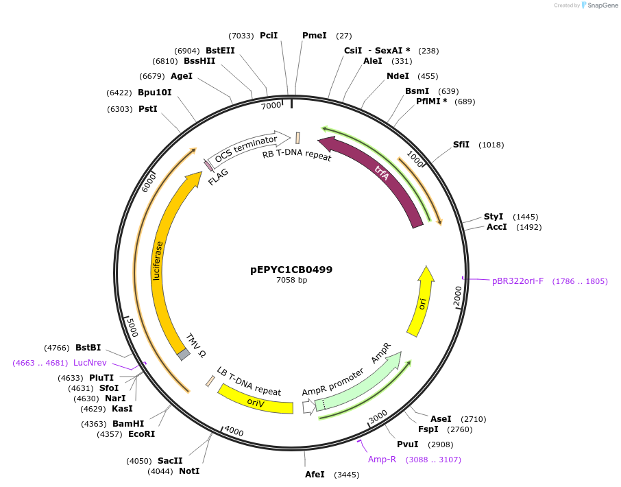 154745-plasmid-map-sequence-id-299679