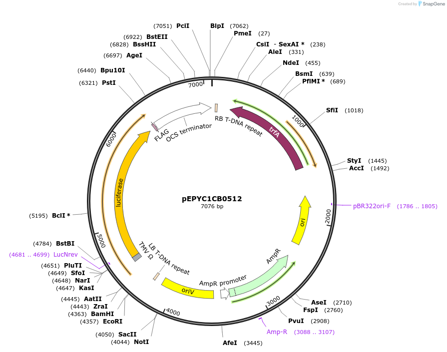 154751-plasmid-map-sequence-id-299685