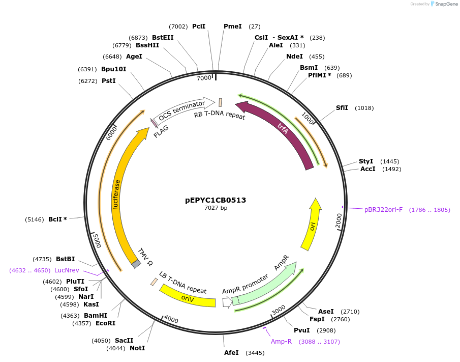 154752-plasmid-map-sequence-id-299686