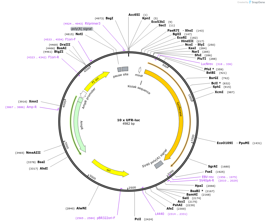 153158-plasmid-map-sequence-id-299714