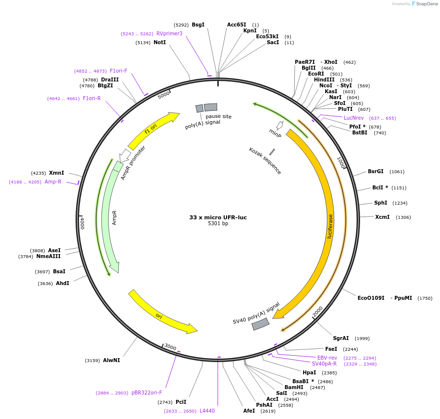 153159-plasmid-map-sequence-id-299715