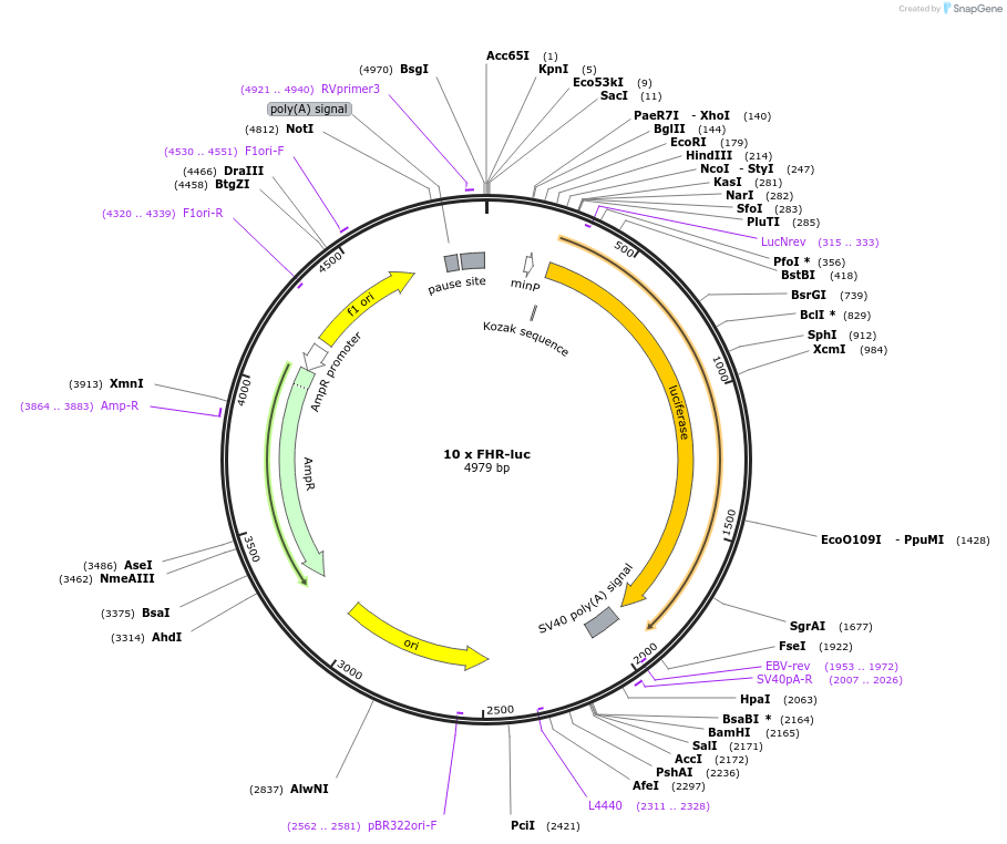 153161-plasmid-map-sequence-id-299717