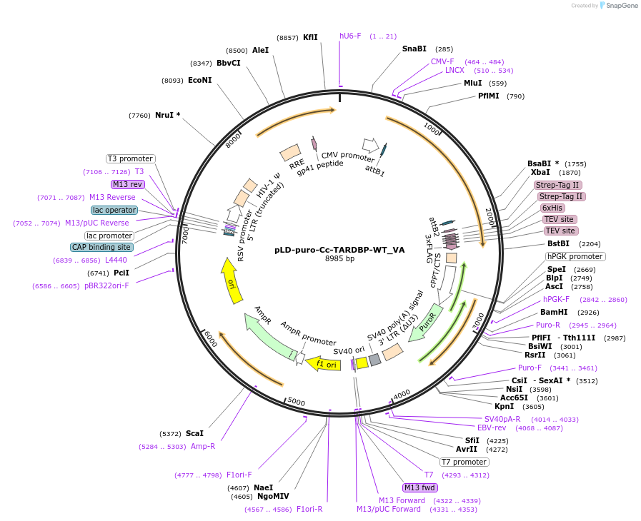 141327-plasmid-map-sequence-id-299721