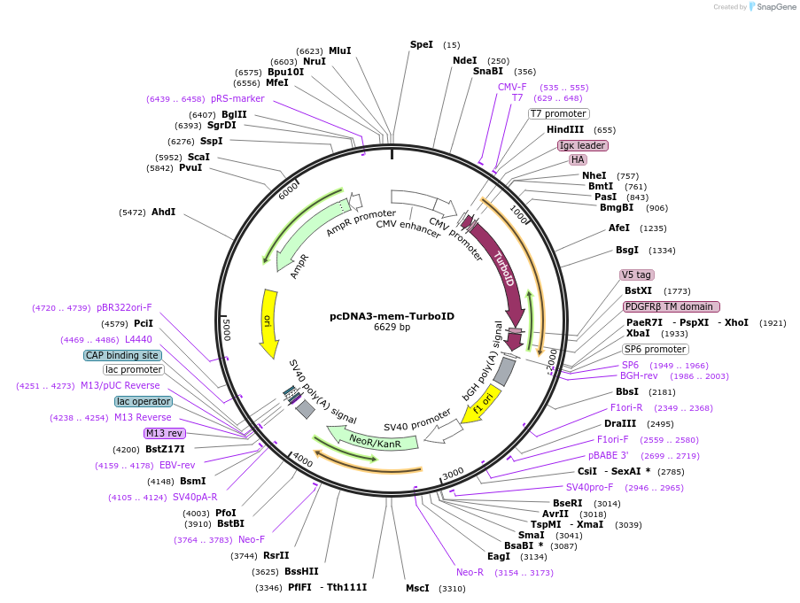 149409-plasmid-map-sequence-id-299724