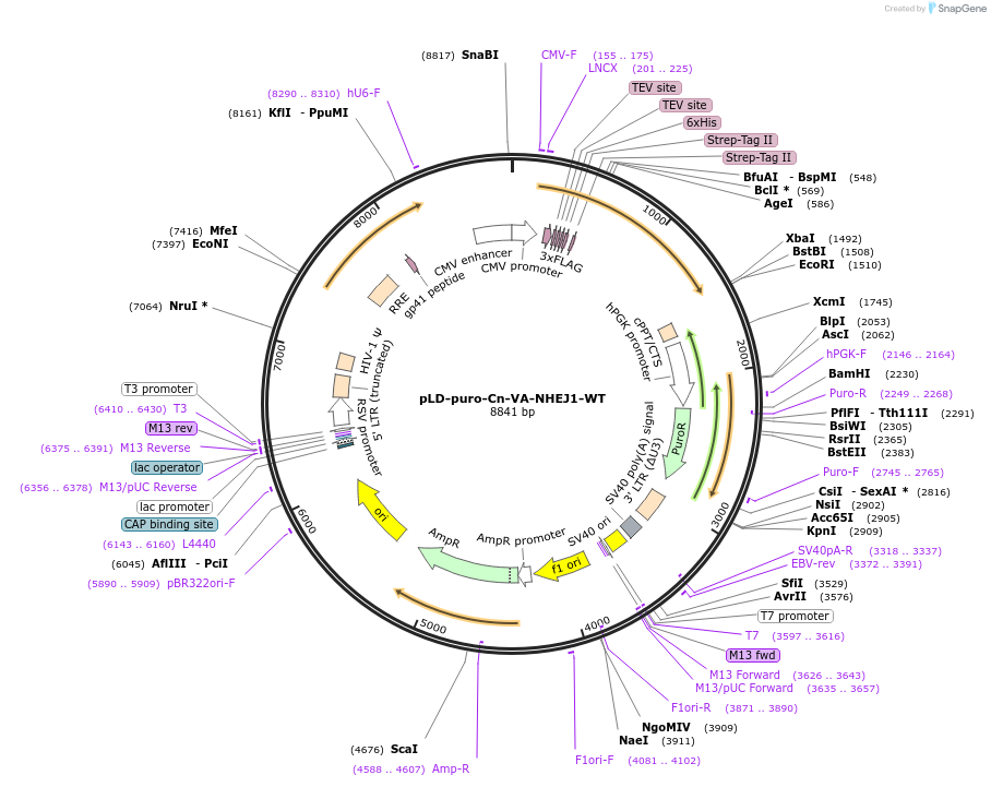 141339-plasmid-map-sequence-id-299728