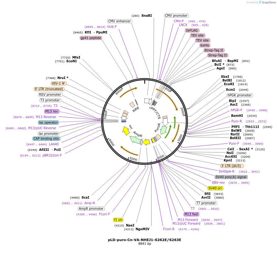 141342-plasmid-map-sequence-id-299731