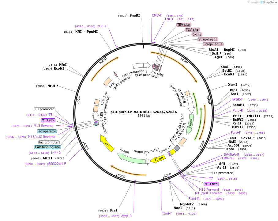 141343-plasmid-map-sequence-id-299732