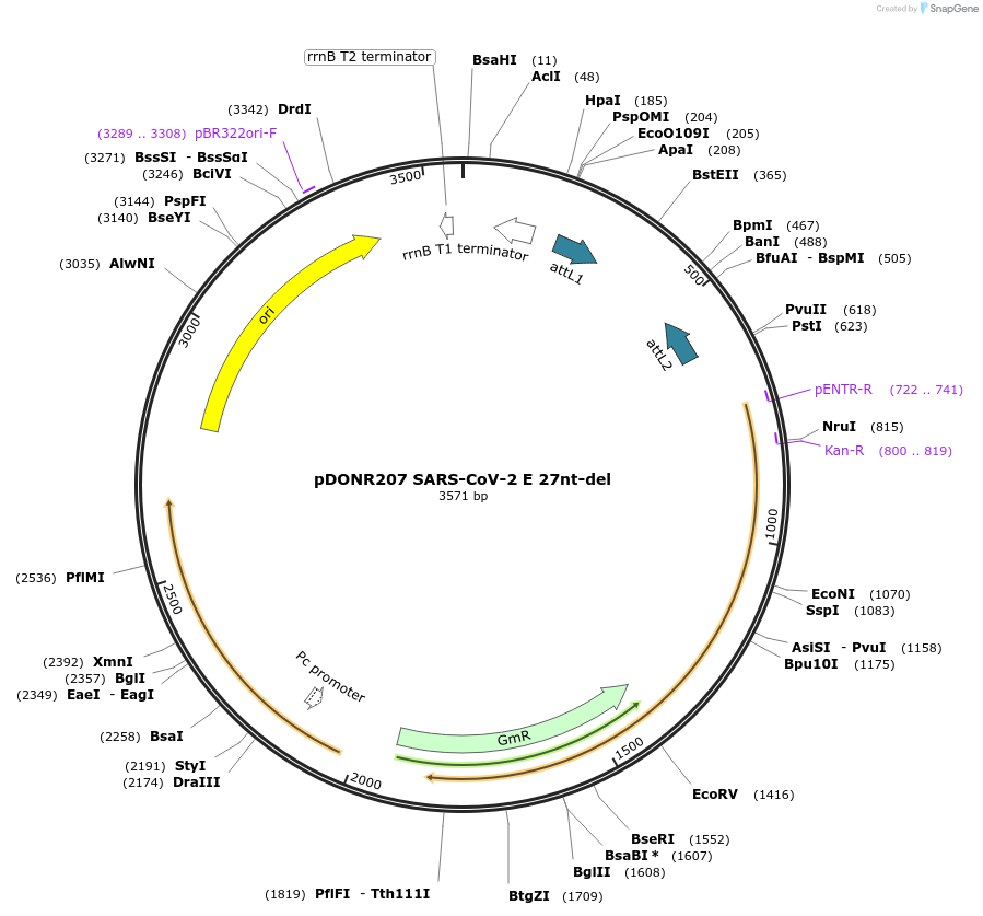 153954-plasmid-map-sequence-id-299760