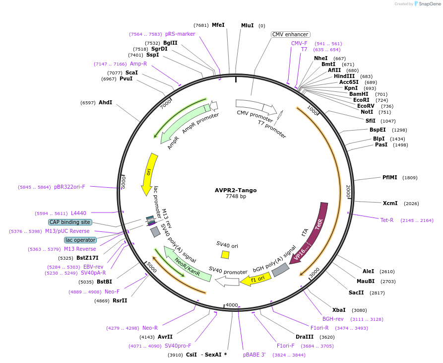 66227-plasmid-map-sequence-id-299761