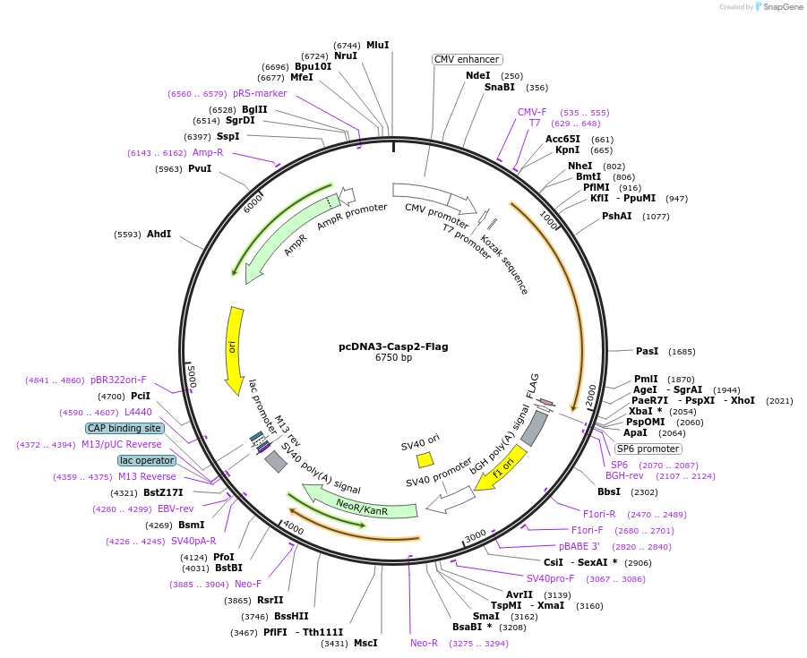 11811-plasmid-map-sequence-id-299764