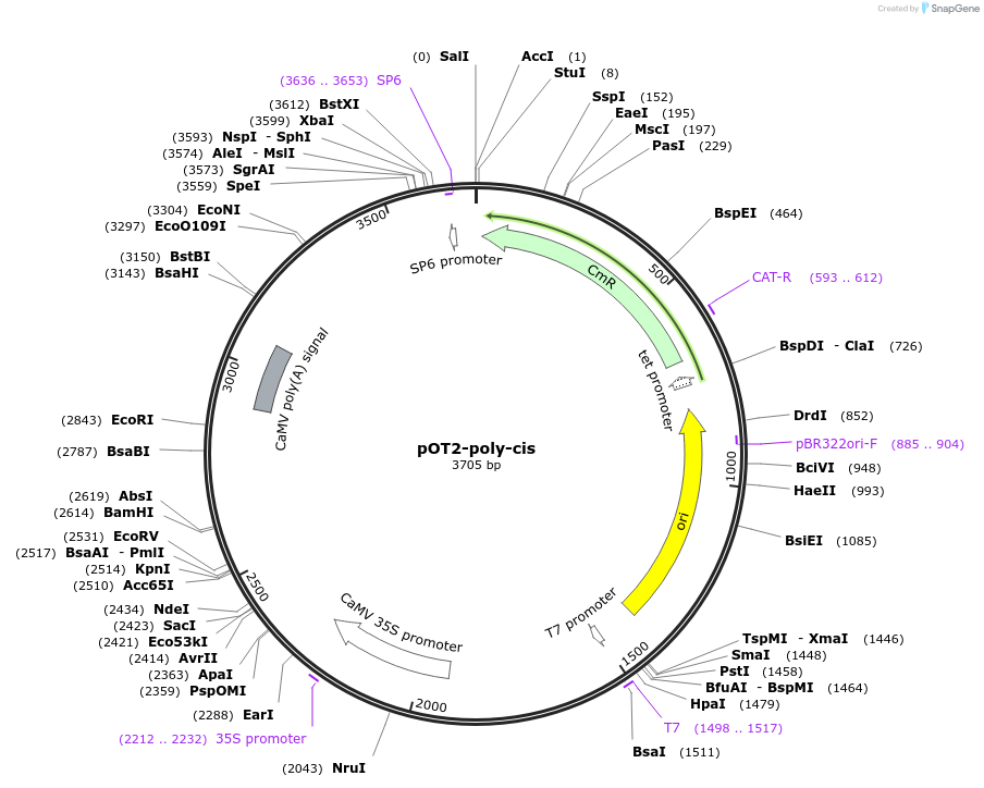 141177-plasmid-map-sequence-id-299765