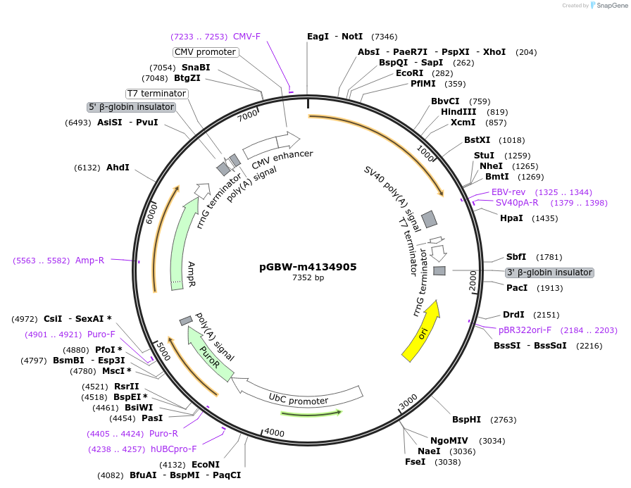 151966-plasmid-map-sequence-id-299794