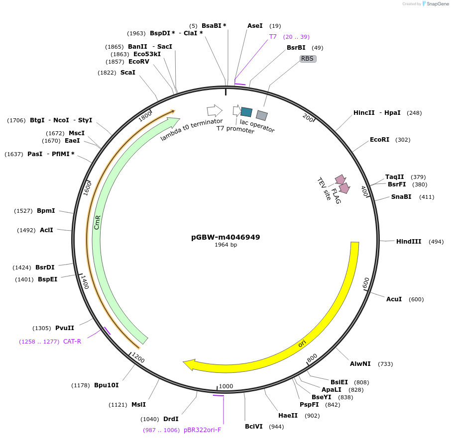 145604-plasmid-map-sequence-id-299796