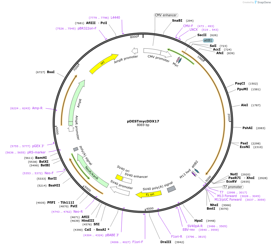 19876-plasmid-map-sequence-id-299802