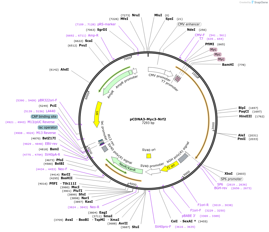 21555-plasmid-map-sequence-id-299804