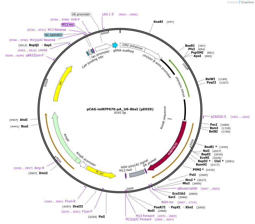 149353-plasmid-map-sequence-id-299807