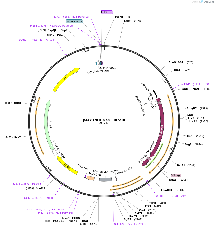 149410-plasmid-map-sequence-id-299812