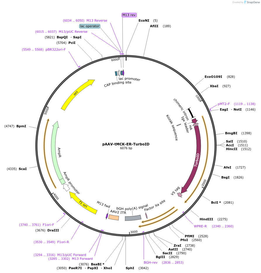 149412-plasmid-map-sequence-id-299816