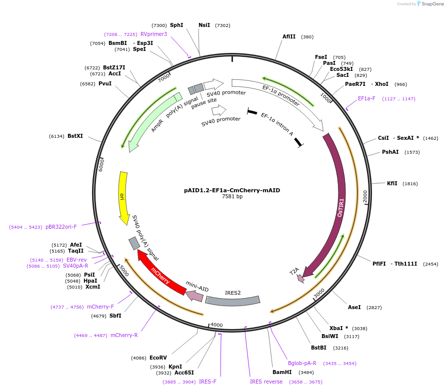 140604-plasmid-map-sequence-id-299844