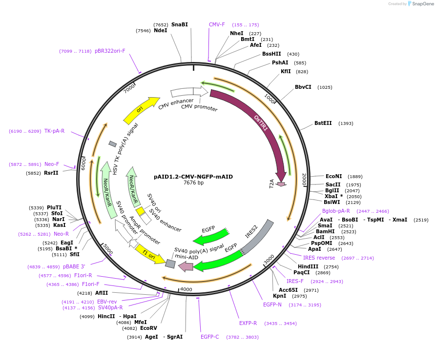 140605-plasmid-map-sequence-id-299846
