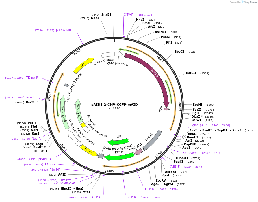 140606-plasmid-map-sequence-id-299848