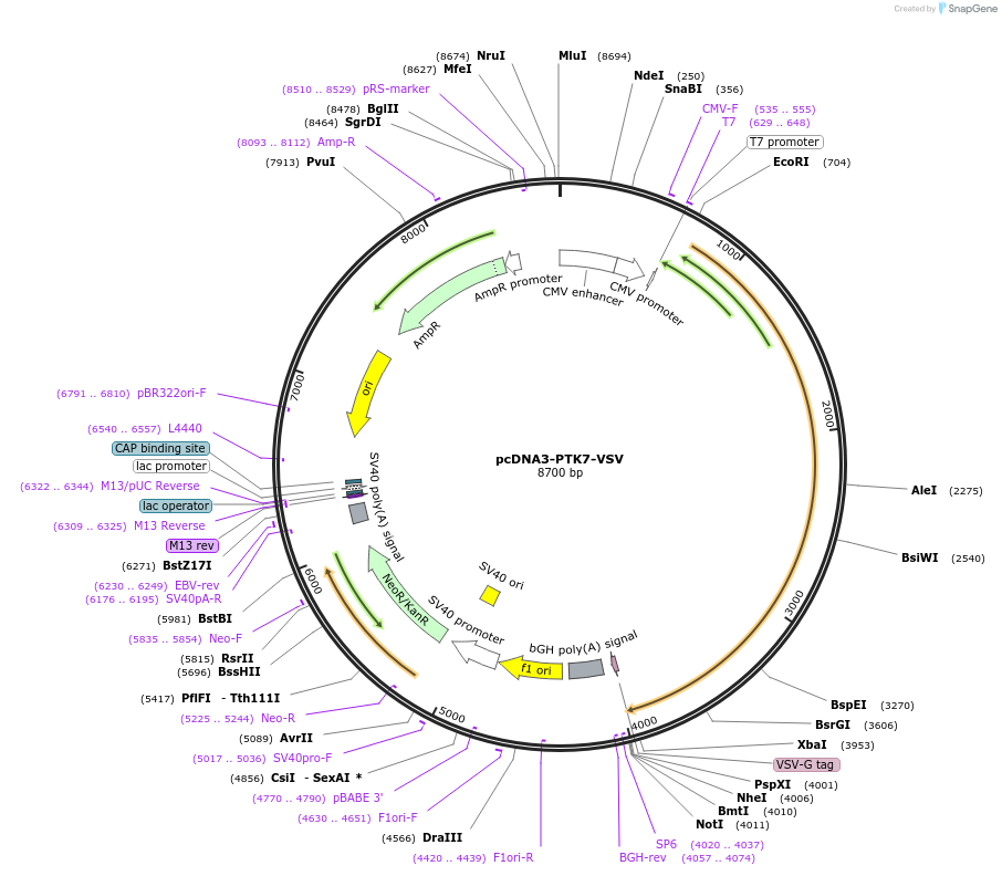 65250-plasmid-map-sequence-id-299890
