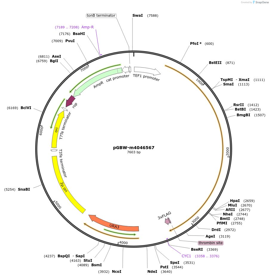 148972-plasmid-map-sequence-id-299913