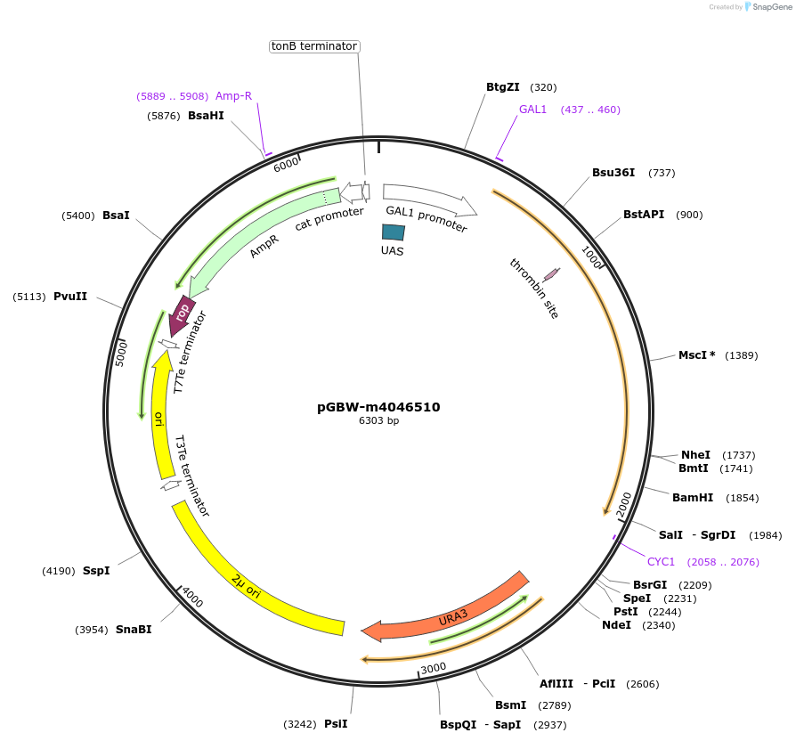 149014-plasmid-map-sequence-id-299919