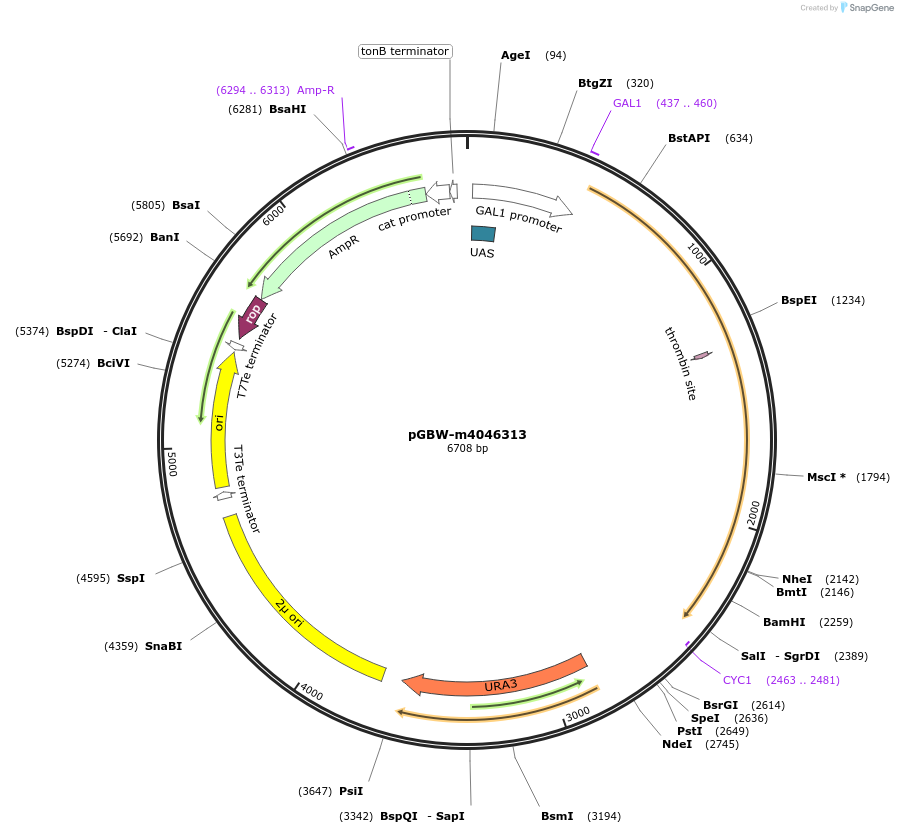 149016-plasmid-map-sequence-id-299926