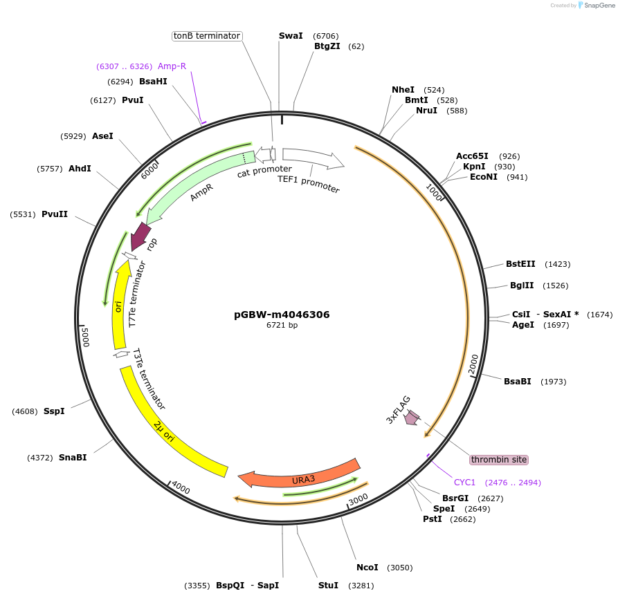 149042-plasmid-map-sequence-id-299928