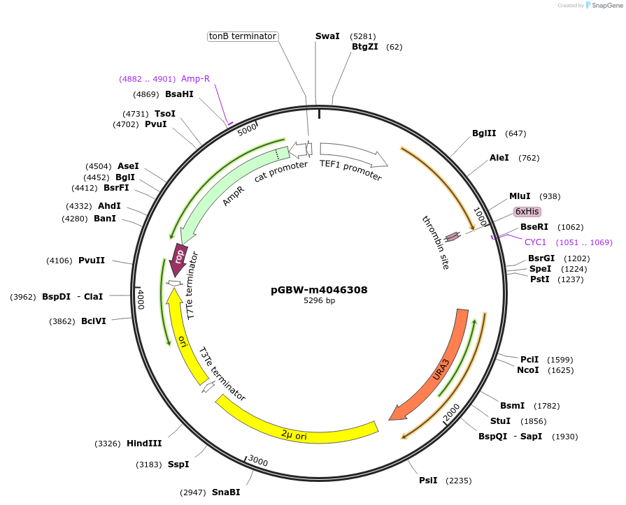 149066-plasmid-map-sequence-id-299931