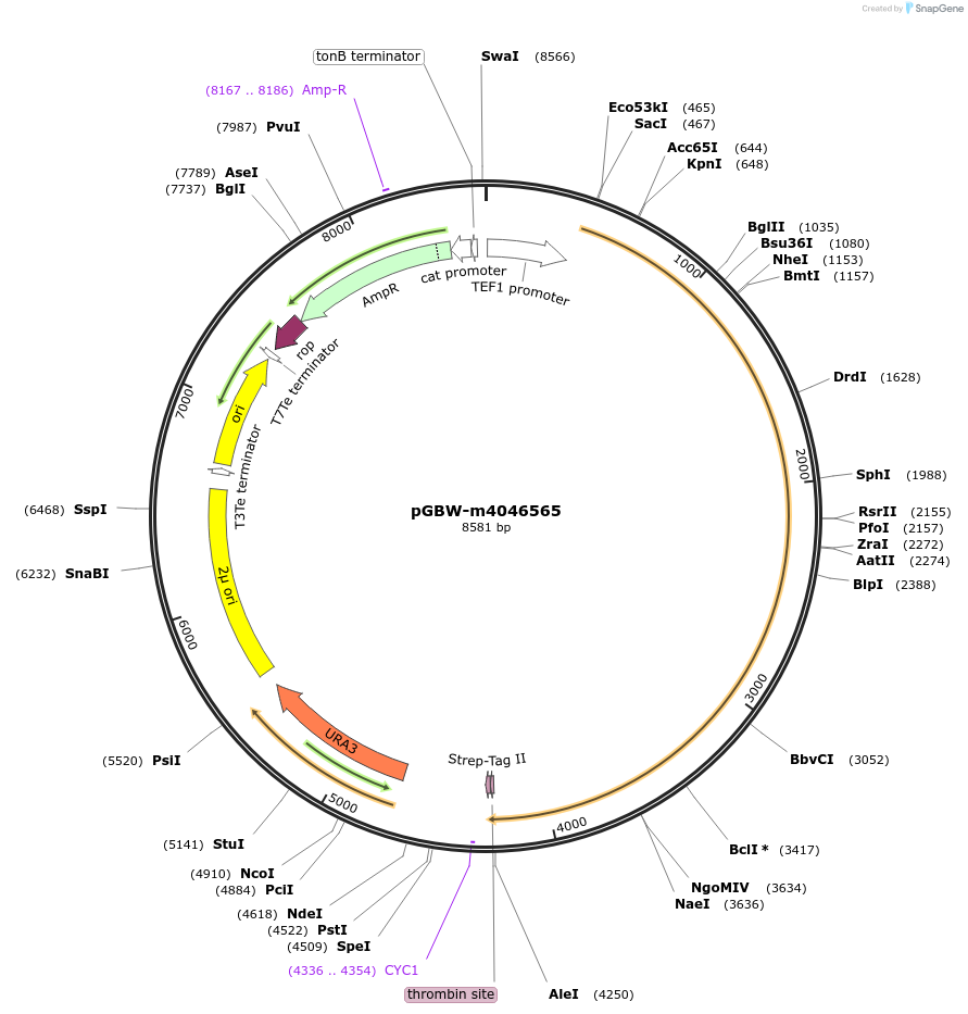 149097-plasmid-map-sequence-id-299947