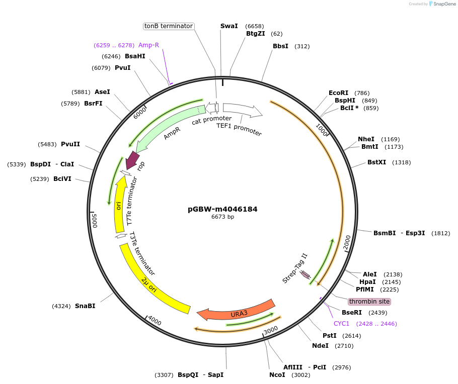 149087-plasmid-map-sequence-id-299951
