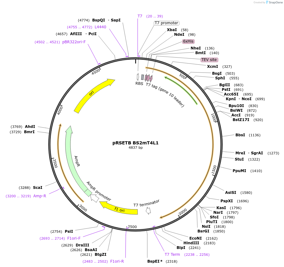 141203-plasmid-map-sequence-id-299953