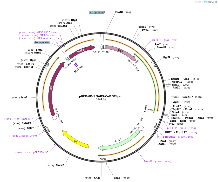 61692-plasmid-map-sequence-id-299970
