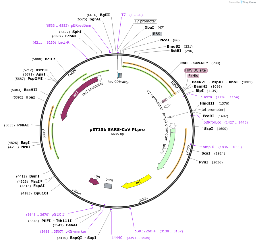 61693-plasmid-map-sequence-id-299971