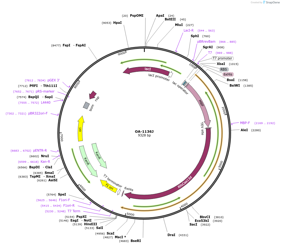 153023-plasmid-map-sequence-id-299987