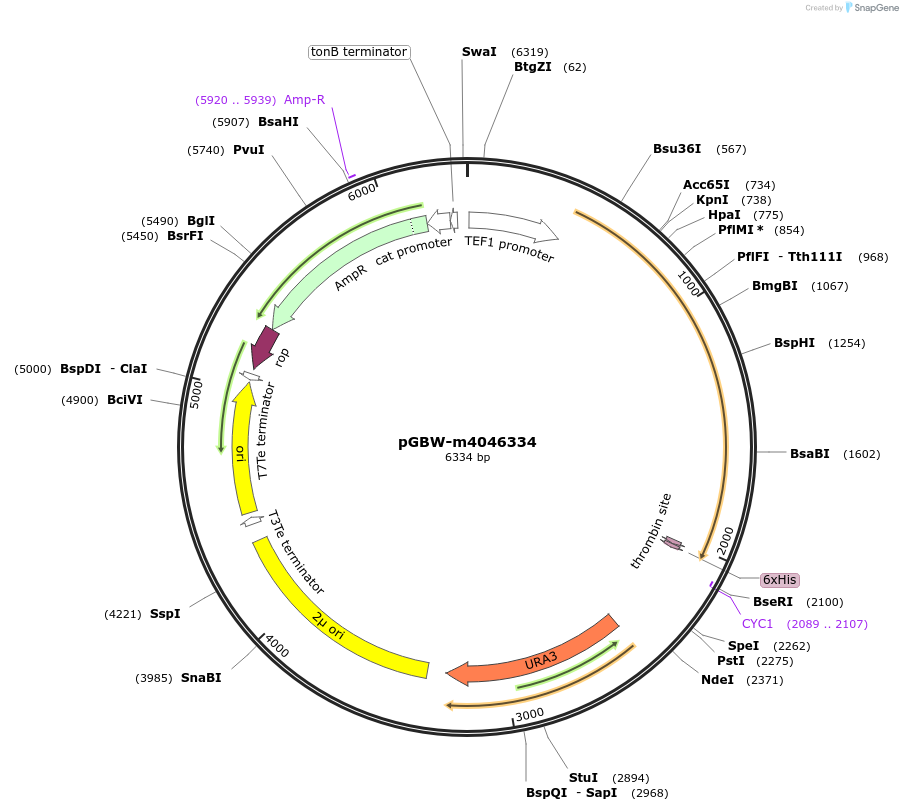 153901-plasmid-map-sequence-id-299994