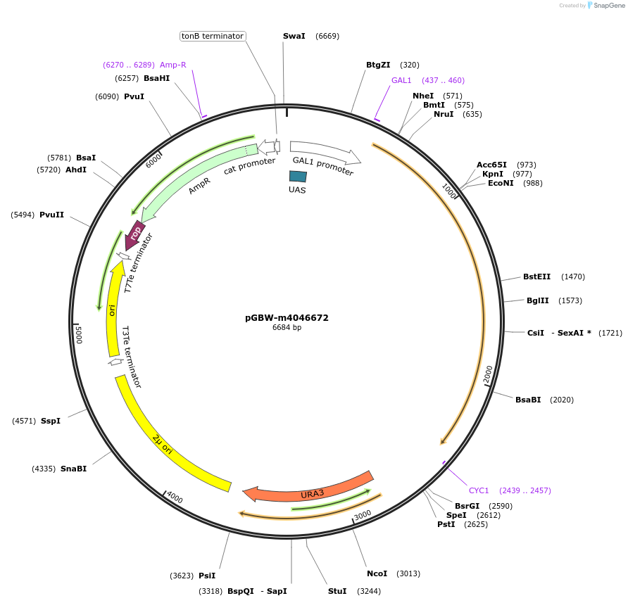 153918-plasmid-map-sequence-id-299995