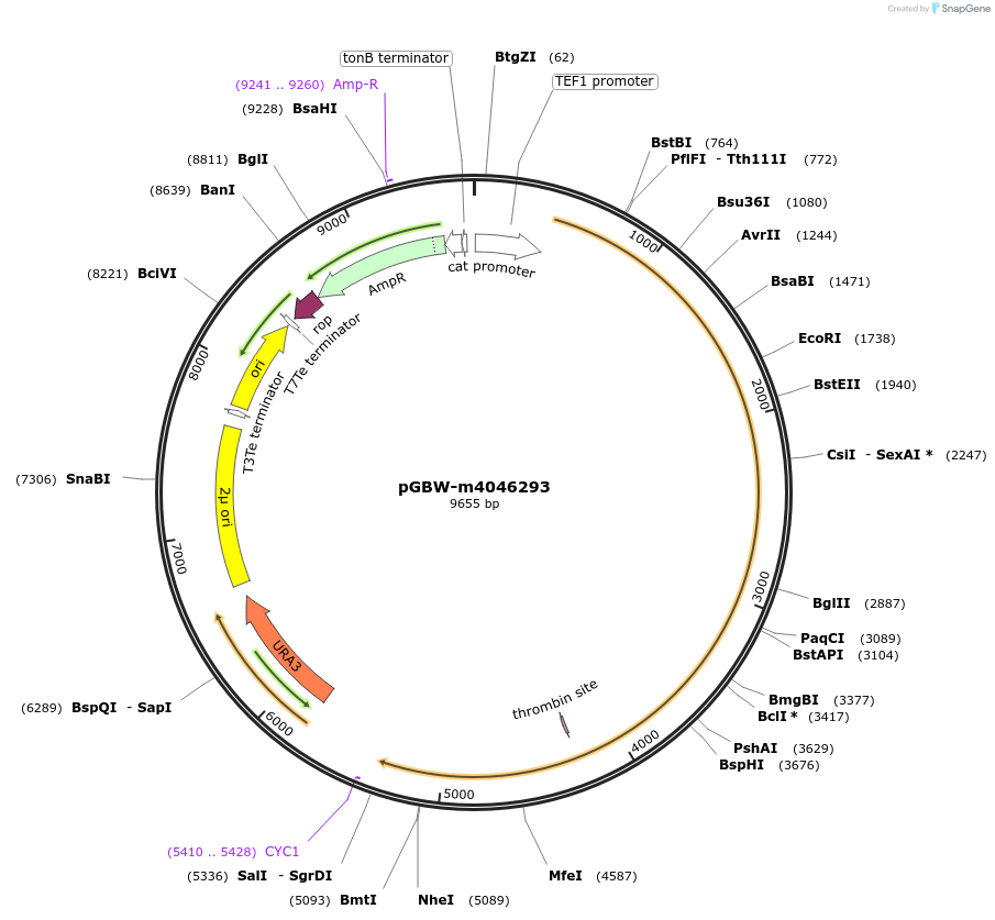 153879-plasmid-map-sequence-id-299998