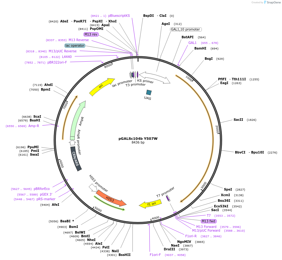 1312-plasmid-map-sequence-id-30