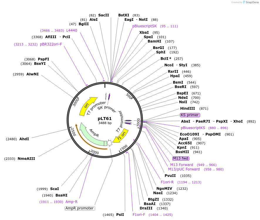 1690-plasmid-map-sequence-id-300