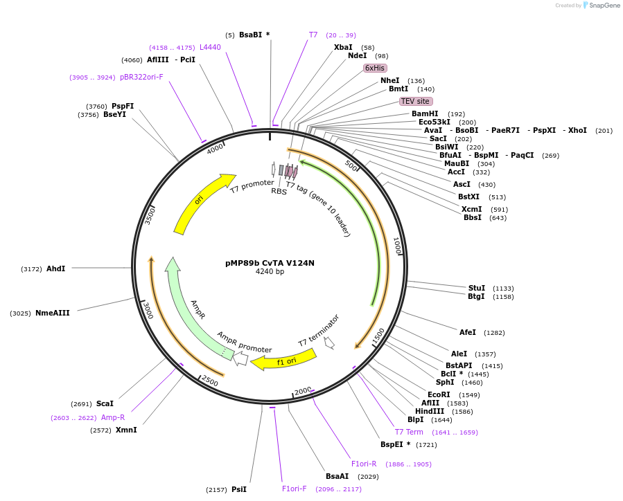 141207-plasmid-map-sequence-id-300089