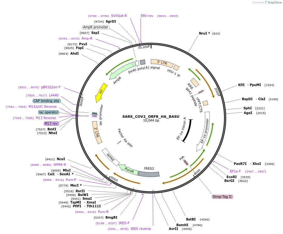 153982-plasmid-map-sequence-id-300135
